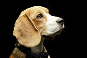 portrait de un adorable beagle photo