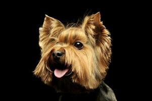 portrait de un adorable Yorkshire terrier à la recherche satisfait photo