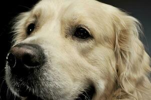 portrait de un adorable d'or retriever à la recherche avec curiosité photo