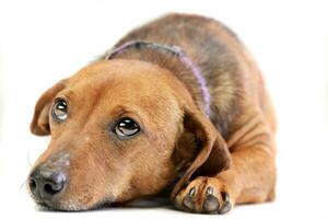 studio coup de un adorable mixte race chien photo