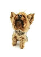 studio coup de un adorable Yorkshire terrier photo