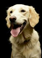 portrait de un adorable d'or retriever chiot photo