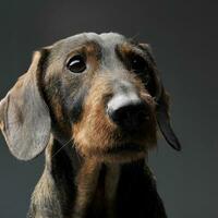 portrait de un adorable court aux cheveux teckel à la recherche avec curiosité photo