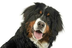 bernois Montagne chien portrait dans le blanc photo studio