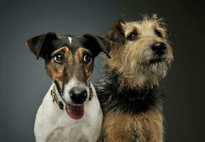 portrait de un adorable Renard terrier et une mixte race chien à la recherche avec curiosité photo
