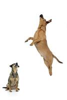 studio coup de deux adorable mixte race chien photo