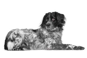 studio coup de un adorable mixte race chien photo