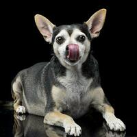 un adorable mixte race chien lécher sa lèvres photo