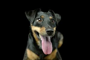 Portrait d'un adorable jack russell terrier photo