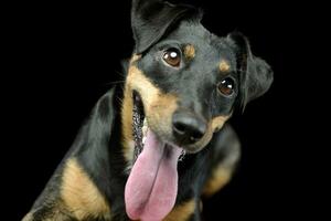 Portrait d'un adorable jack russell terrier photo