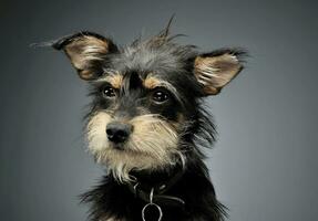 portrait de un adorable mixte race chien à la recherche avec curiosité photo