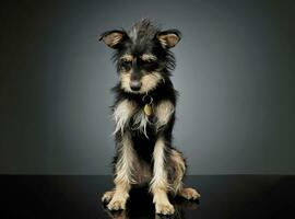 studio coup de un adorable mixte race chien séance et à la recherche triste photo