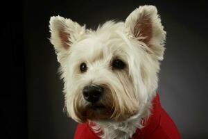 portrait de une charmant Ouest montagnes blanc terrier Westie photo