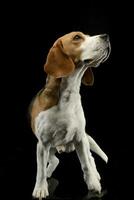 studio coup de un adorable beagle photo