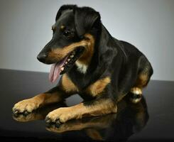 studio coup de un adorable mixte race chien photo