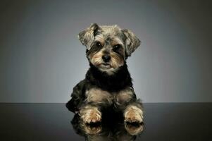 studio coup de un adorable mixte race chien photo