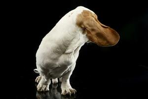 studio coup de un adorable basset chien photo