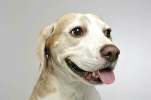 portrait de un adorable beagle photo