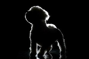 silhouette de une mignonne bolognaise chien photo