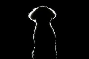 silhouette de une mignonne bolognaise chien photo