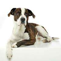 mixte race chien relaxant dans une blanc studio photo