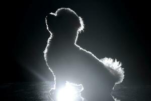 silhouette de une mignonne bolognaise chien photo