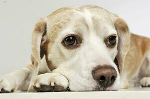 portrait de un adorable beagle photo