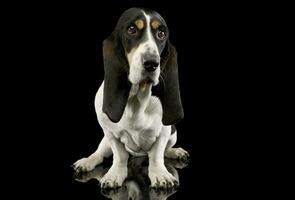 studio coup de un adorable basset chien photo