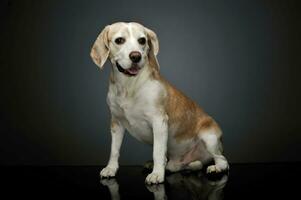 studio coup de un adorable beagle photo