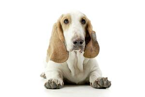 studio coup de un adorable basset chien photo