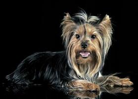 très agréable longue cheveux Yorkshire terrier dans studio photo