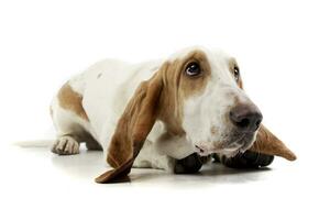 studio coup de un adorable basset chien photo