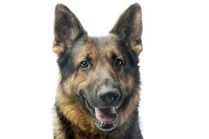 portrait de un adorable allemand berger chien photo