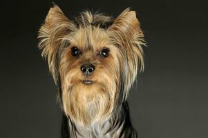 portrait de un adorable Yorkshire terrier photo