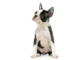 chiot Boston terrier dans une blanc photo studio