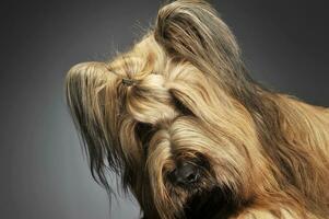 berger de Brie posant dans une gris photo studio