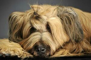 berger de Brie posant dans une gris photo studio