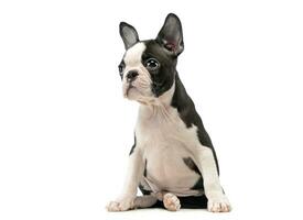 chiot Boston terrier dans une blanc photo studio