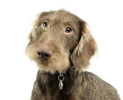 portrait de un adorable câble aux cheveux teckel photo