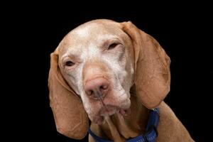 portrait de un adorable hongrois vizsla photo