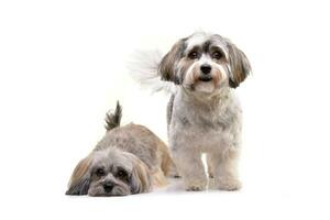 studio coup de deux adorable havanais chien photo
