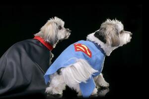 deux adorable havanais chien portant marrant manteaux photo