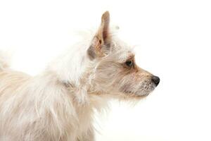 portrait de un adorable mixte race chien photo