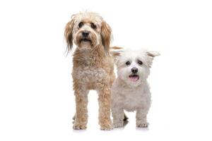 studio coup de deux adorable mixte race chien photo