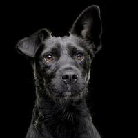 portrait de un adorable mixte race chien photo