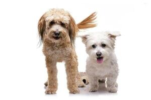 studio coup de deux adorable mixte race chien photo