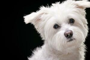 portrait de un adorable mixte race chien photo