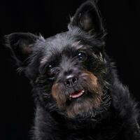 portrait de un adorable mixte race chien photo