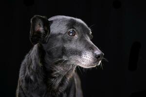 portrait de un adorable mixte race chien photo