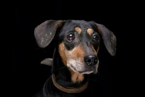 portrait de un adorable mixte race chien photo